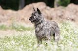 BOUVIER DES ARDENNES 019